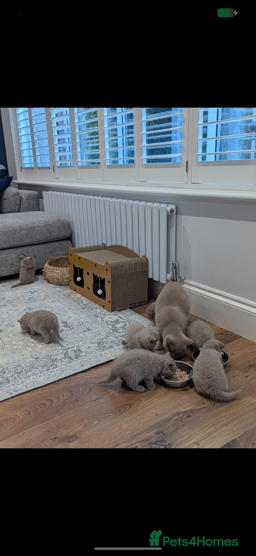 British Shorthair cats for sale: 6 beautiful rare FAWN British Shorthair Kittens ✨ - Advert 8