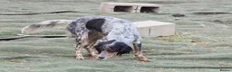 English Setter dogs for adoption: Duna  - Advert 5