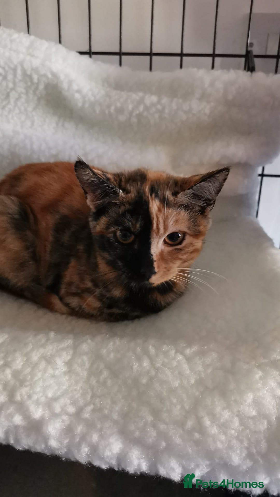Domestic Shorthair cats Forever home needed for beautiful Harli - Advert 3
