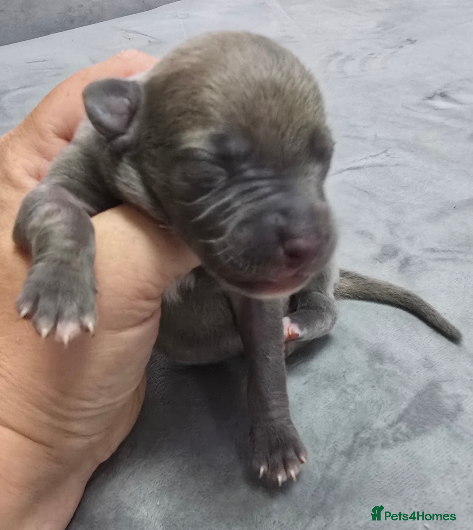 Whippet dogs Beautiful kc puppies not ready for 8 weeks  - Advert 2