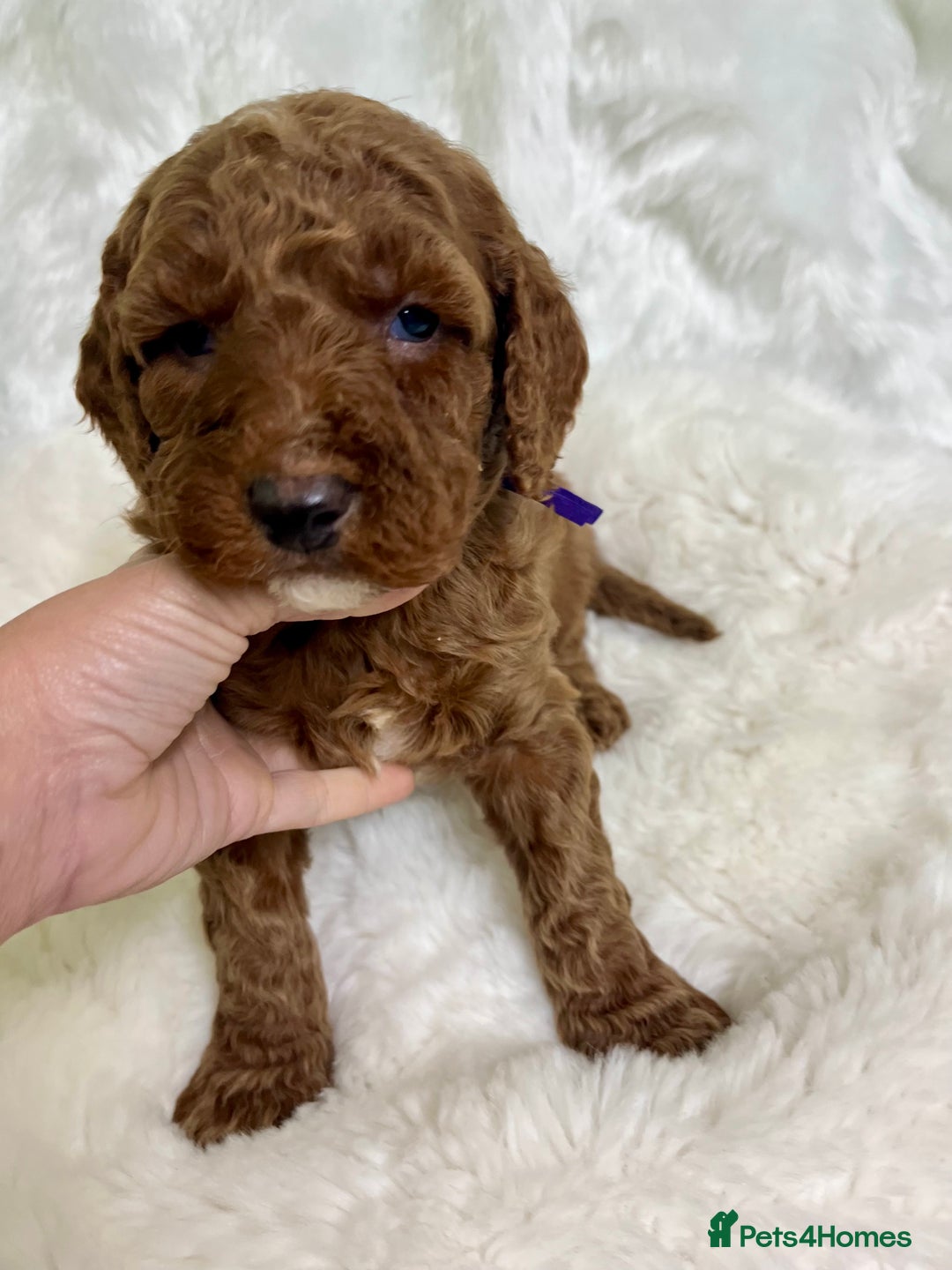 Goldendoodle dogs for sale: multigenerational Australian Golden doubledoodles - Advert 29