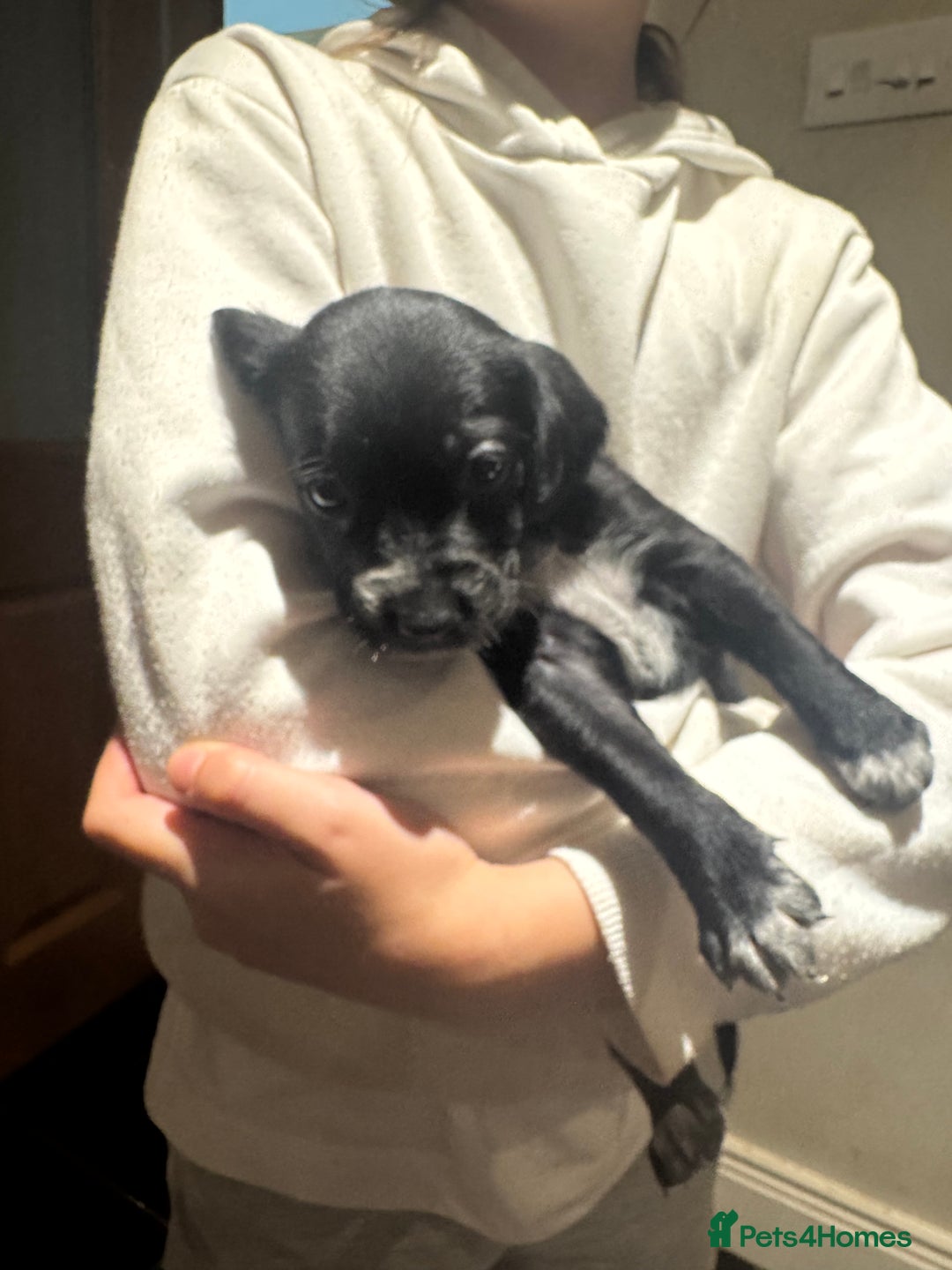 Mixed Breed dogs for sale: Sprollies - Image 15