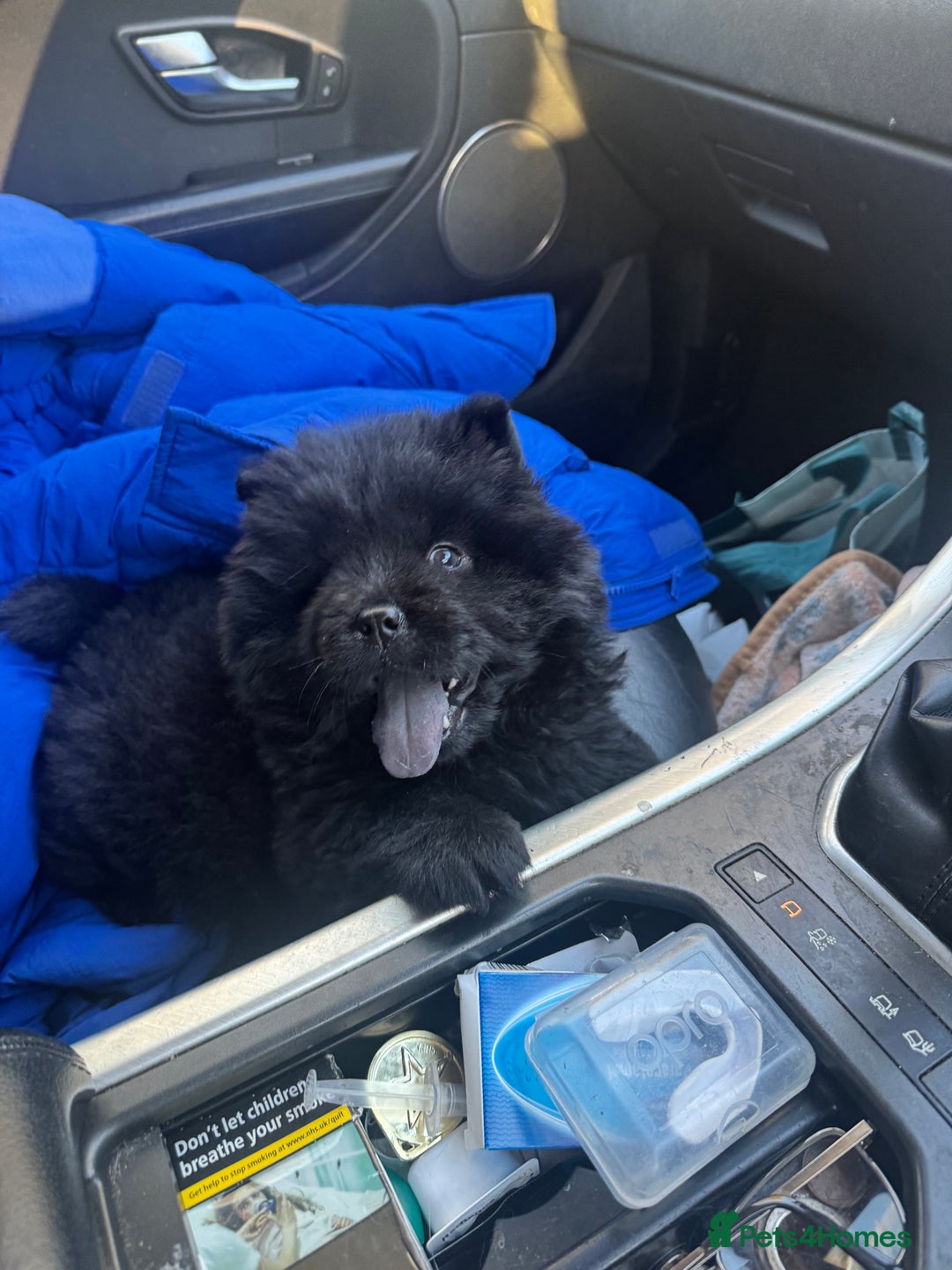 Chow Chow dogs for sale: Black chow chow carrying chocolate  - Image 6