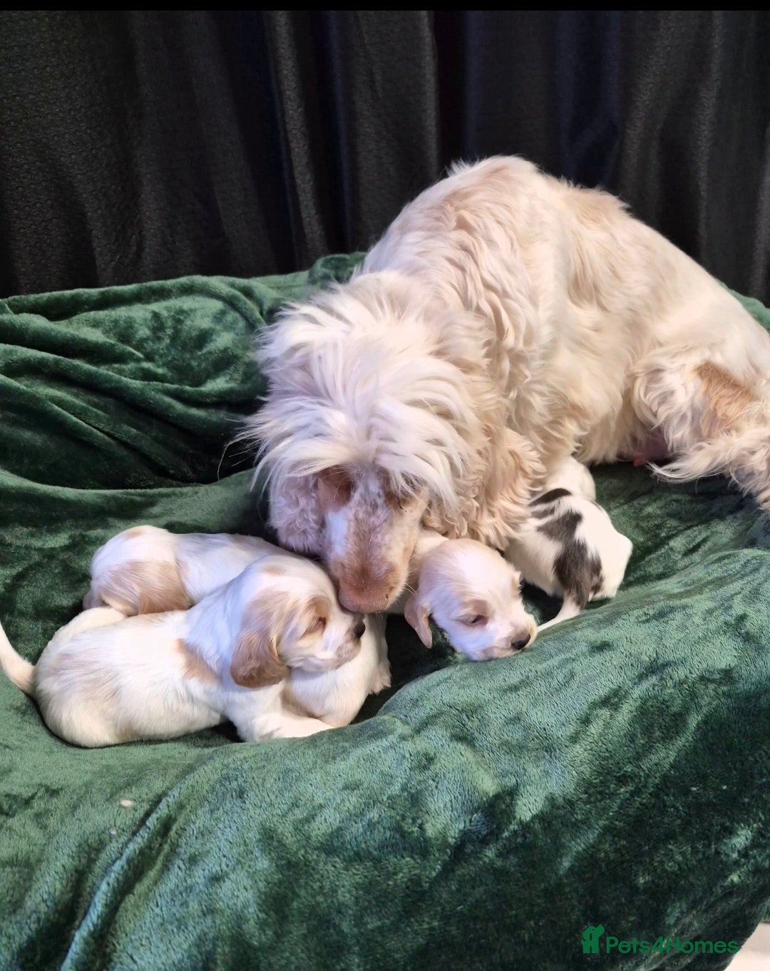 Cocker Spaniel dogs for sale: Beautiful Show Cocker Spaniel Males  - Advert 8