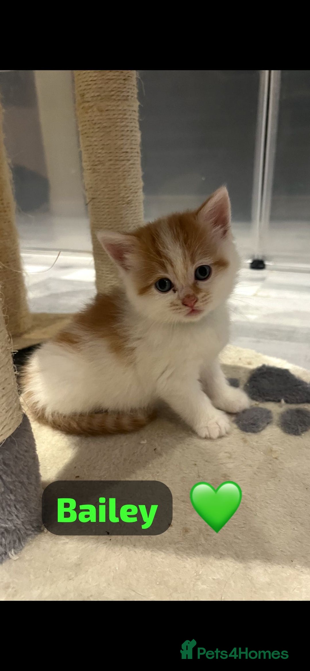 Mixed Breed cats for sale: 🐾 8 Beautiful kittens….🩵🩷 - Advert 12