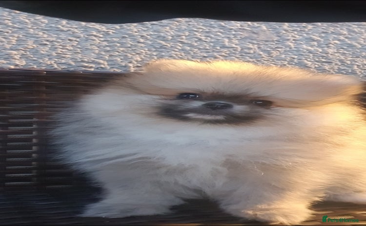 Pomeranian dogs - Advert 3