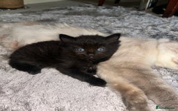 Ragdoll cats for sale: Adorable Ragdoll x Ragamuffin kittens - Image 7