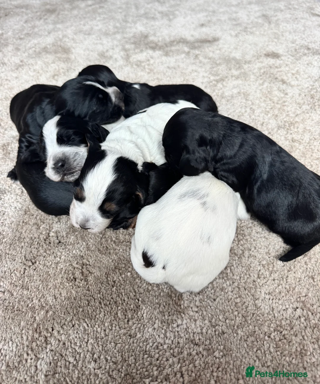 Cocker Spaniel dogs for sale: Cocker spaniel puppies - Advert 14