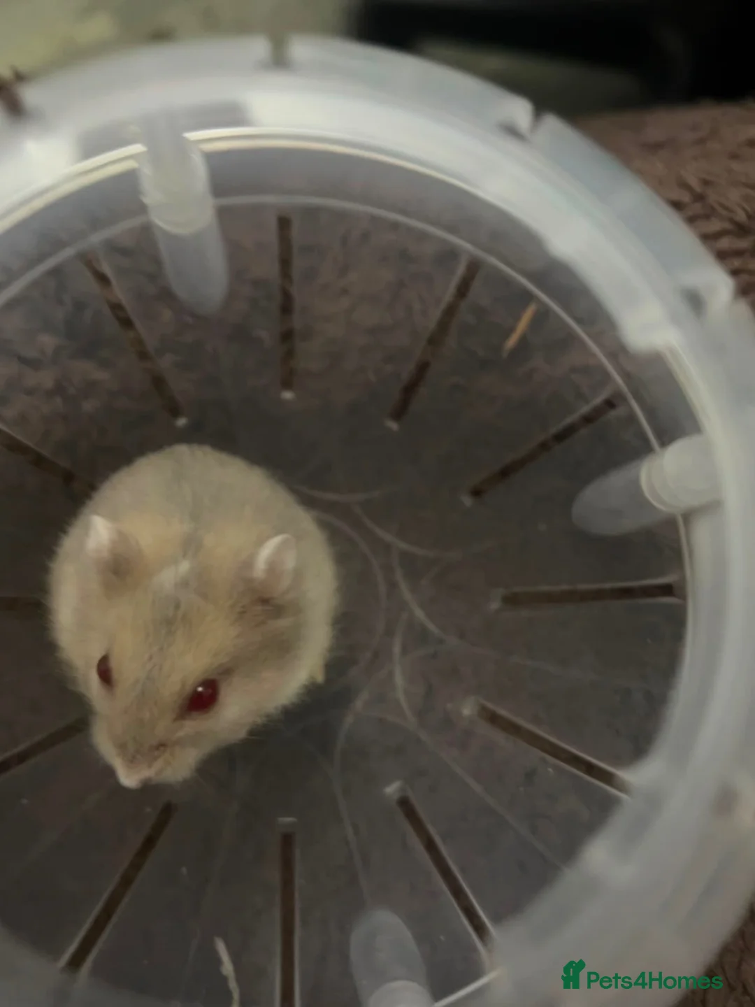 Hamster rodents for sale: 3 week old red eyed dwarf Russian hamsters - Advert 2