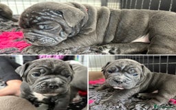 Olde English Bulldogge dogs for sale: Olde English Bulldogges pups - Image 7