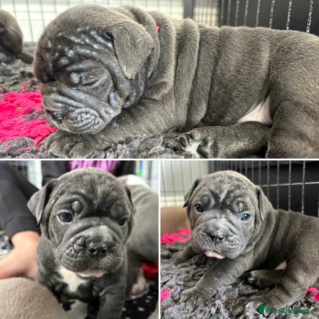 Olde English Bulldogge dogs for sale: Olde English Bulldogges pups - Image 7