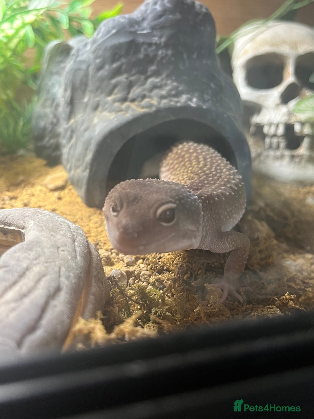 Leopard Gecko reptiles for sale: Echo the Gecko - Advert 2