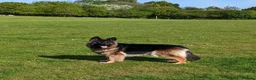 German Shepherd dogs for sale: Pure Bred German Shepherd Girl - Advert 2