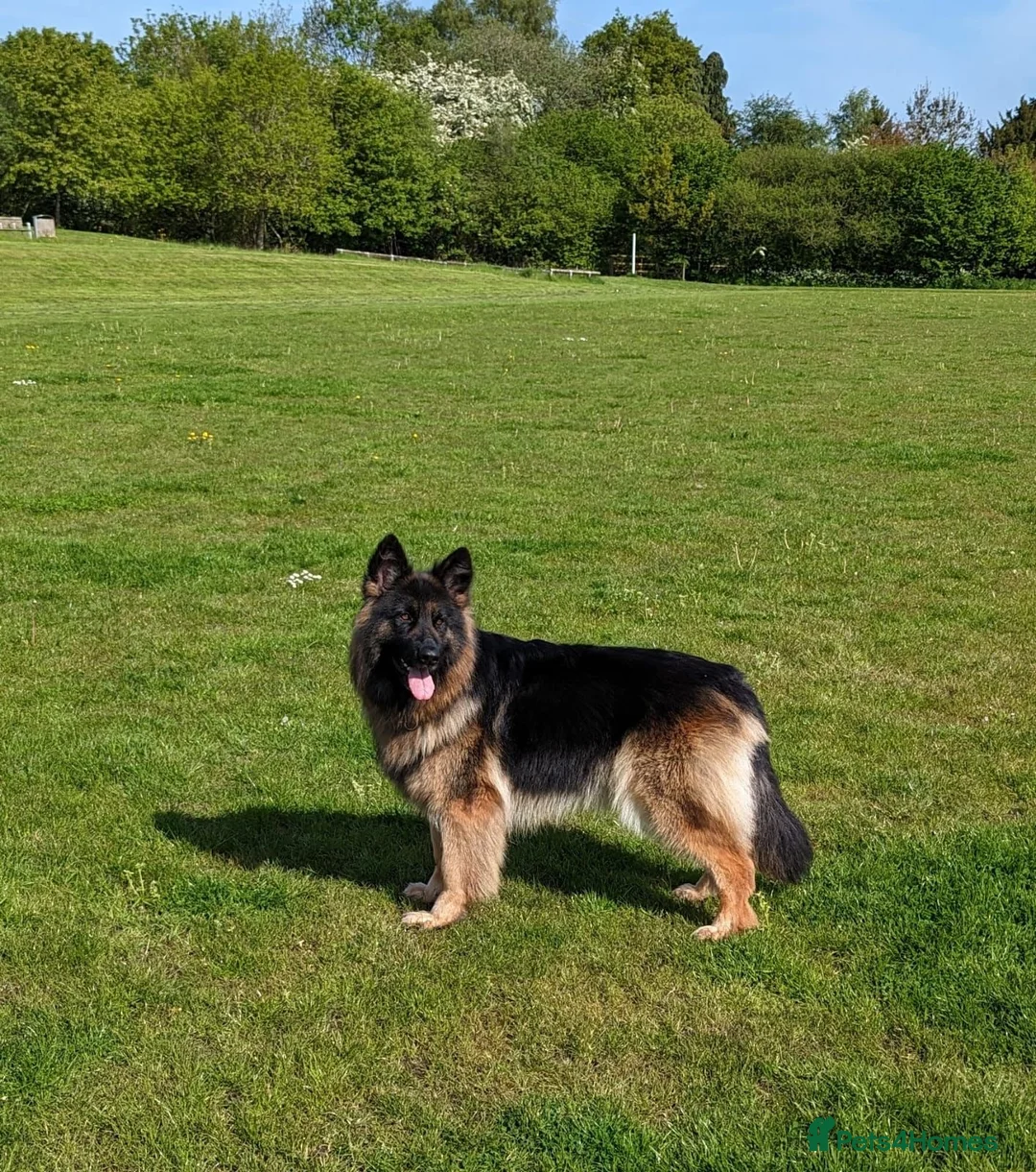 German Shepherd dogs for sale: Pure Bred German Shepherd Girl - Advert 2