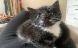 Mixed Breed cats for sale: Female Kittens ready for a new home  - Image 7
