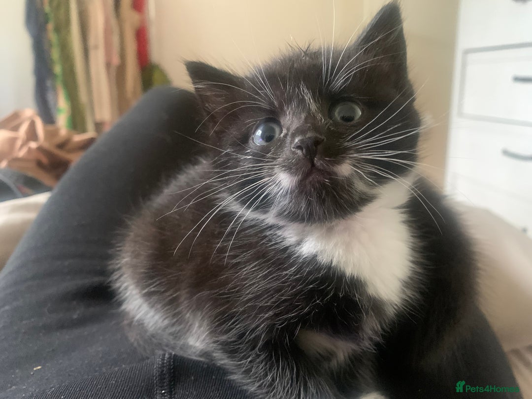 Mixed Breed cats for sale: Female Kittens ready for a new home  - Image 7