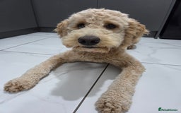 Goldendoodle dogs for sale: F1bb Goldendoodle Girl 'Honey' - Image 3