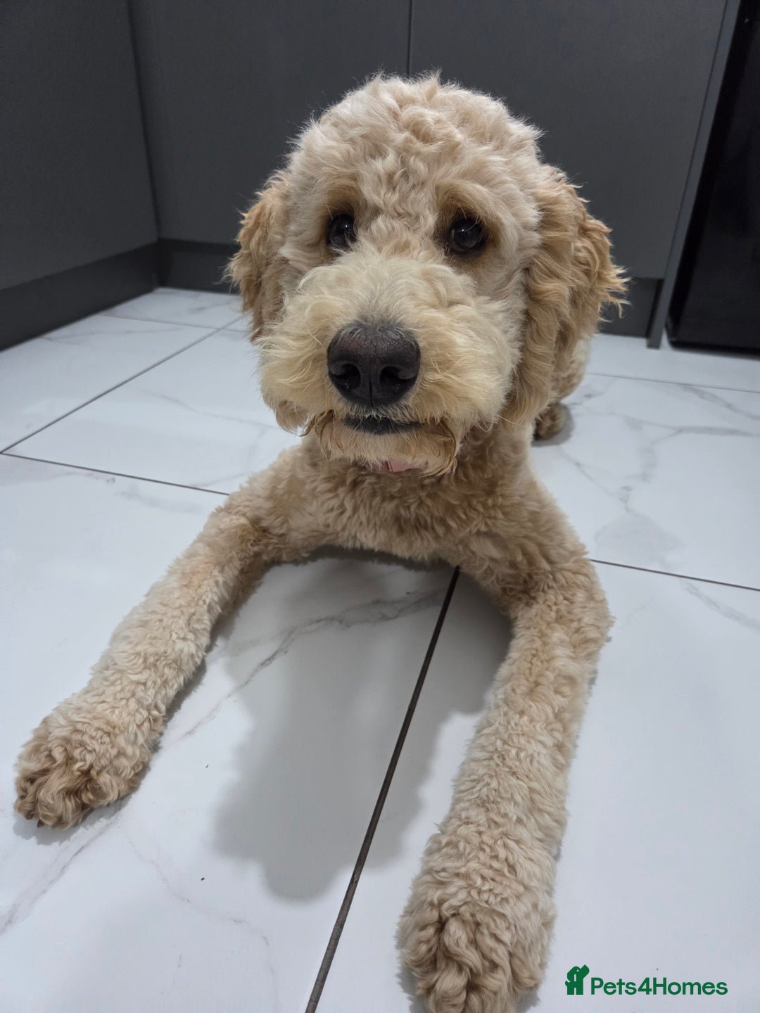 Goldendoodle dogs for sale: F1bb Goldendoodle Girl 'Honey' - Image 3