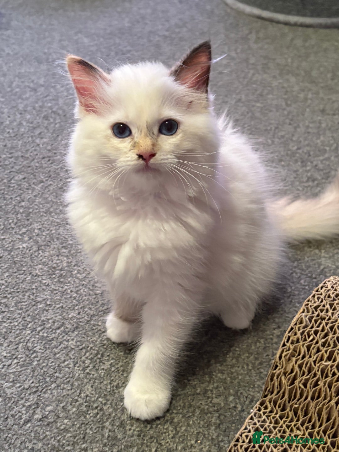 Ragdoll cats for sale: GCCF Ragdoll Kittens 😻 - Image 8