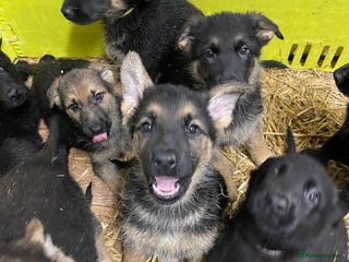 German Shepherd dogs Straight back German Shepard’s - Advert 2