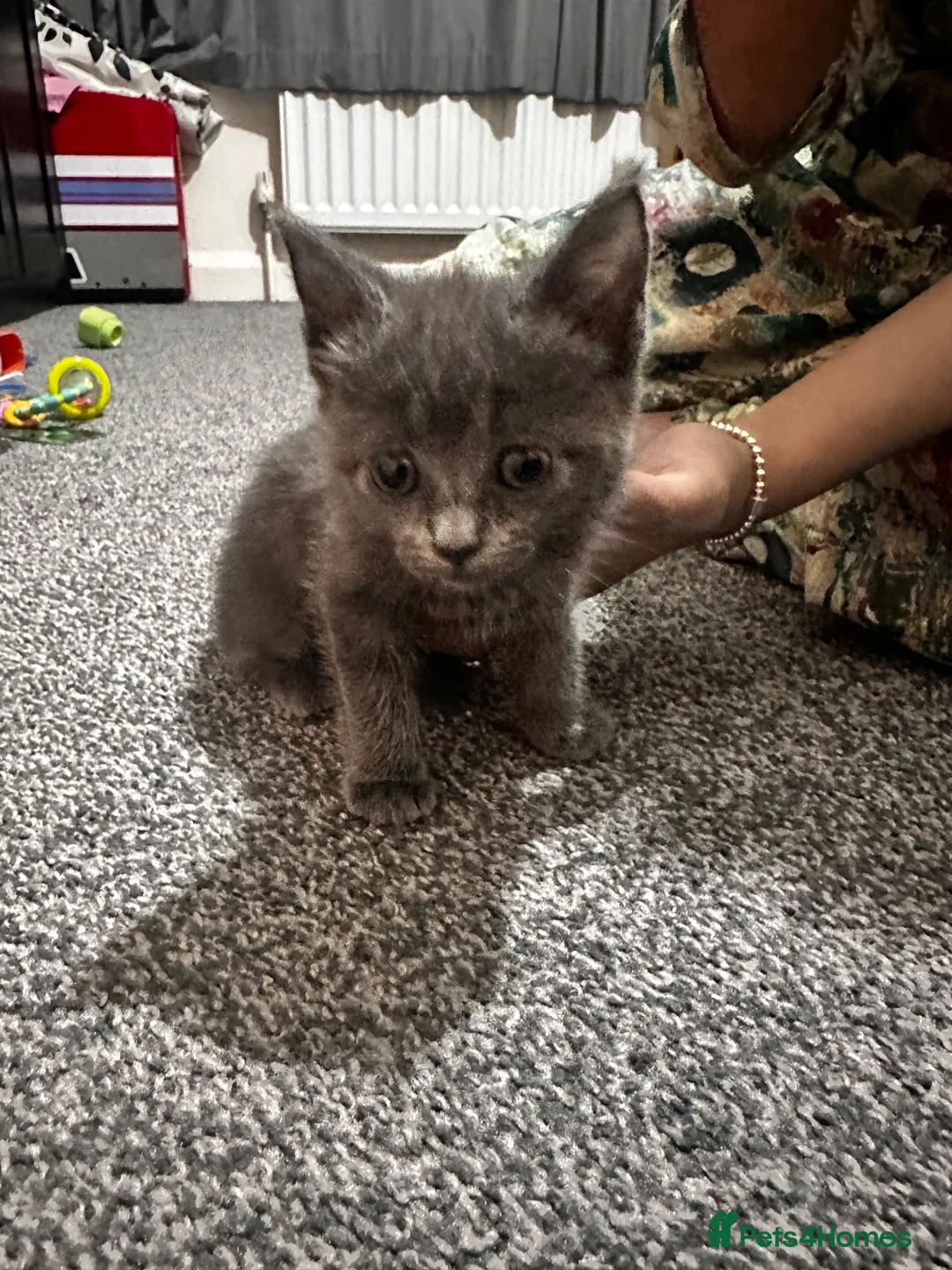 British Shorthair cats for sale: Kitten British shorthair  - Advert 2