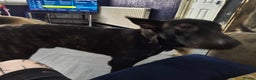 Mixed Breed dogs for sale: Dutch shepherd/ German shepherd  - Advert 3