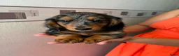 Miniature Dachshund dogs for sale: Long haired miniature dachshund  - Advert 15