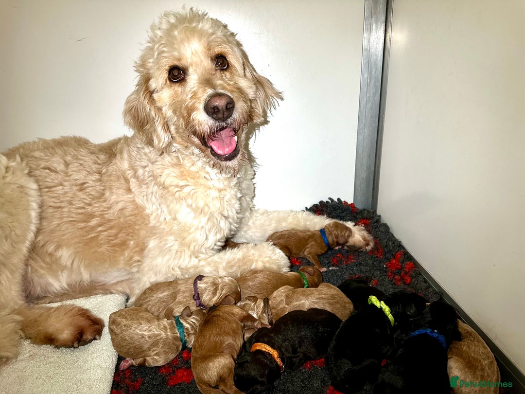 Mini Goldendoodle dogs for sale: F1b Mini Goldendoodle Waiting List - Early 2026 - Image 11