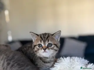 Scottish Fold cats Scottish fold black smoke kitten - Advert 15