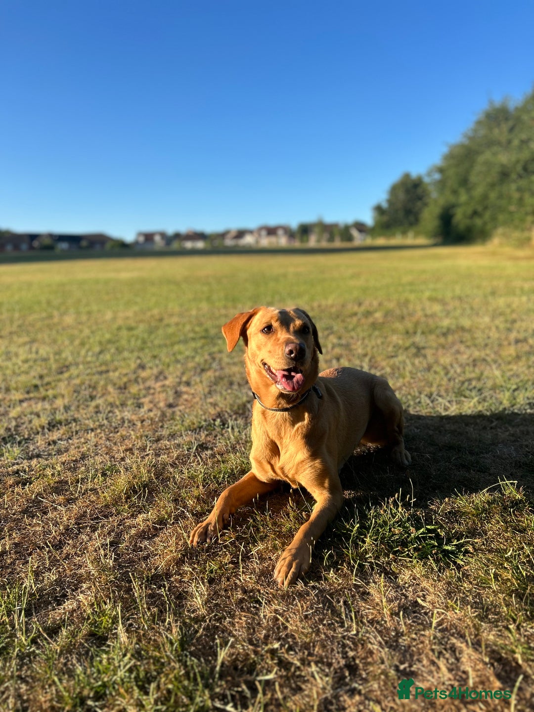 Labrador Retriever dogs for sale: Gorgeous family and working lab puppies - Image 6