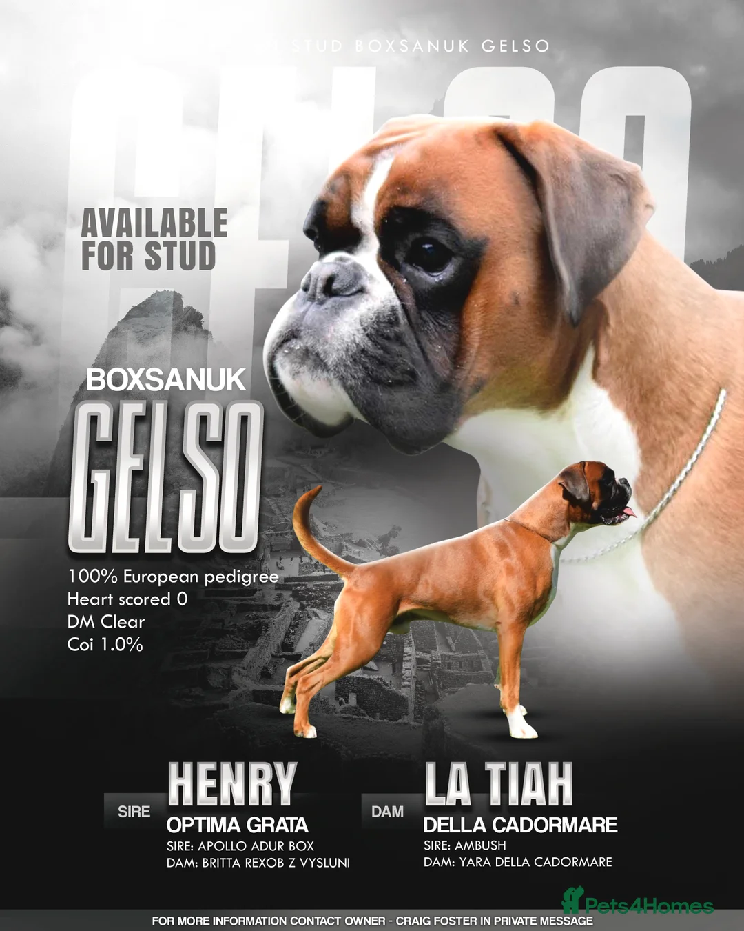 Boxer dogs for stud: Fully Health tested euro / kc reg Boxsanuk Gelso  in Newcastle upon Tyne - Advert 3