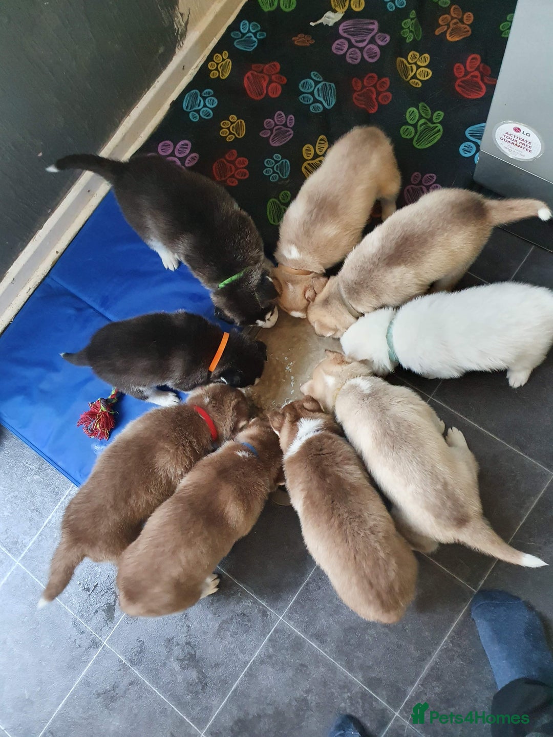 Siberian Husky dogs for stud: *STUD* - Advert 8