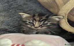 Munchkin cats for sale: Adorable female ginger munchkin and 2muchkin cross - Image 7