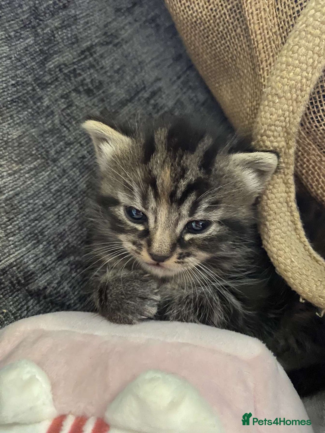 Munchkin cats for sale: Adorable female ginger munchkin and 2muchkin cross - Image 7
