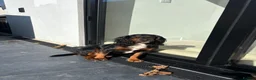Sprocker dogs for stud: Sprocker stud  - Advert 4