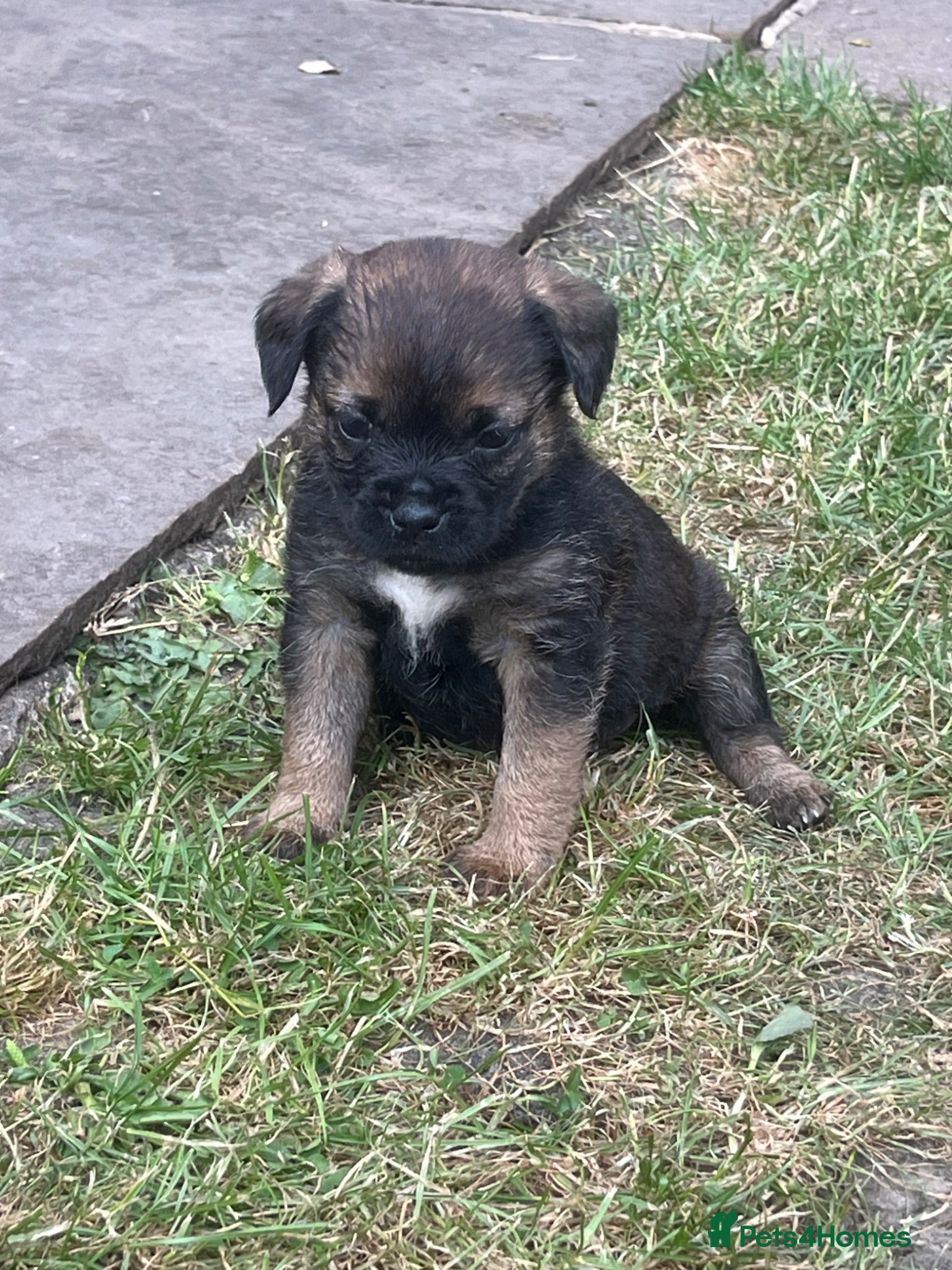 Border Terrier dogs One beautiful girl left - Advert 10