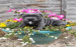 Staffordshire Bull Terrier dogs for sale: Last beautiful girl left 🐶 - Image 1
