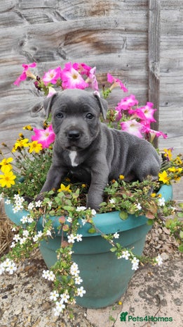 Staffordshire Bull Terrier dogs - Advert 4