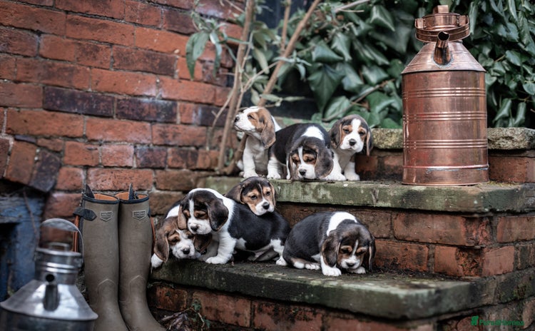 Beagle dogs - Advert 1