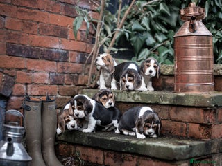 Beagle dogs - Advert 4
