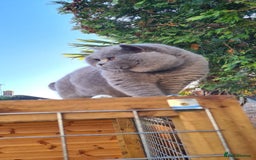 British Shorthair cats for stud: BEST QUALITY STUD -IMPORTED FROM EU in Cheltenham - Image 6
