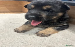 German Shepherd dogs for sale: Gorgeous Male German Shepherd Pup for Sale - Image 13