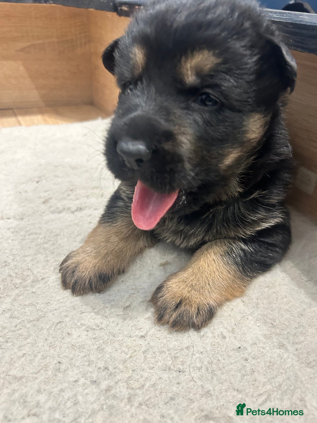 German Shepherd dogs for sale: Gorgeous Male German Shepherd Pup for Sale - Image 13
