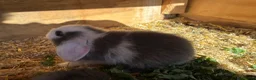 Mini Lop rabbits for sale: Baby mini lops / lion lops - Advert 8