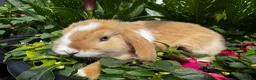 Mixed Breed rabbits for sale: READY NOW 4 girls holland mix  - Advert 6