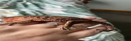 Gecko reptiles for sale: Gorgeous super Dalmatian ink spot  - Advert 6