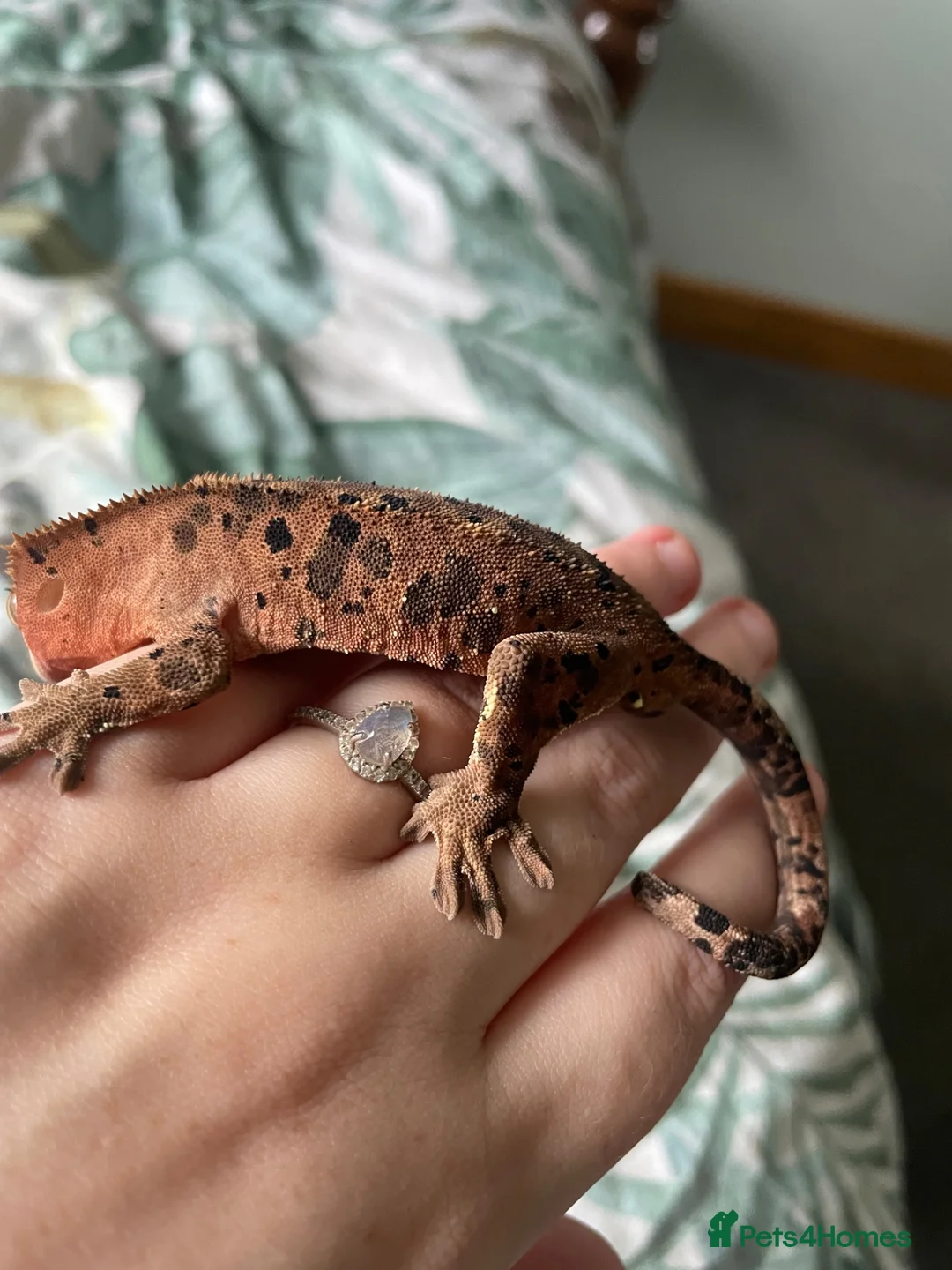 Gecko reptiles for sale: Gorgeous super Dalmatian ink spot  - Advert 6
