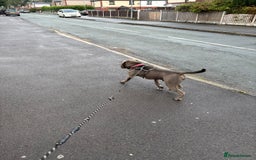 Mixed Breed dogs for sale: Chase - Sharpei X Corso - Image 3