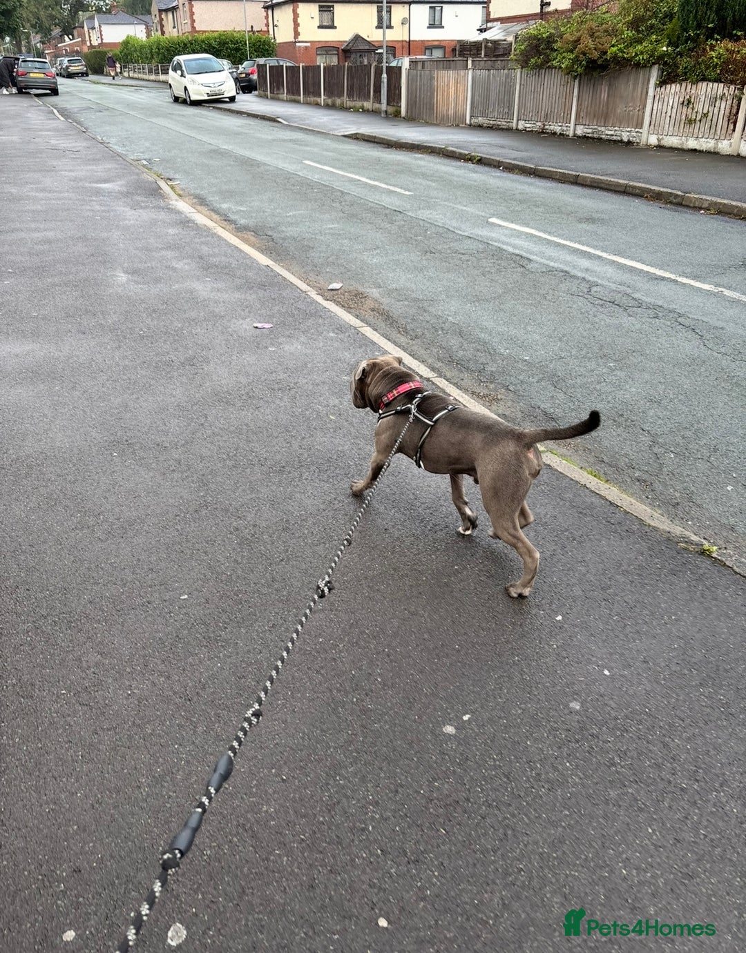 Mixed Breed dogs for sale: Chase - Sharpei X Corso - Image 3