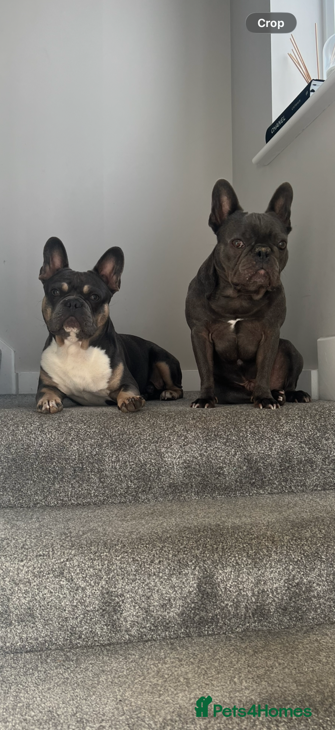 French Bulldog dogs for sale: Pablo, 6 and Hugo, 5  - Advert 2